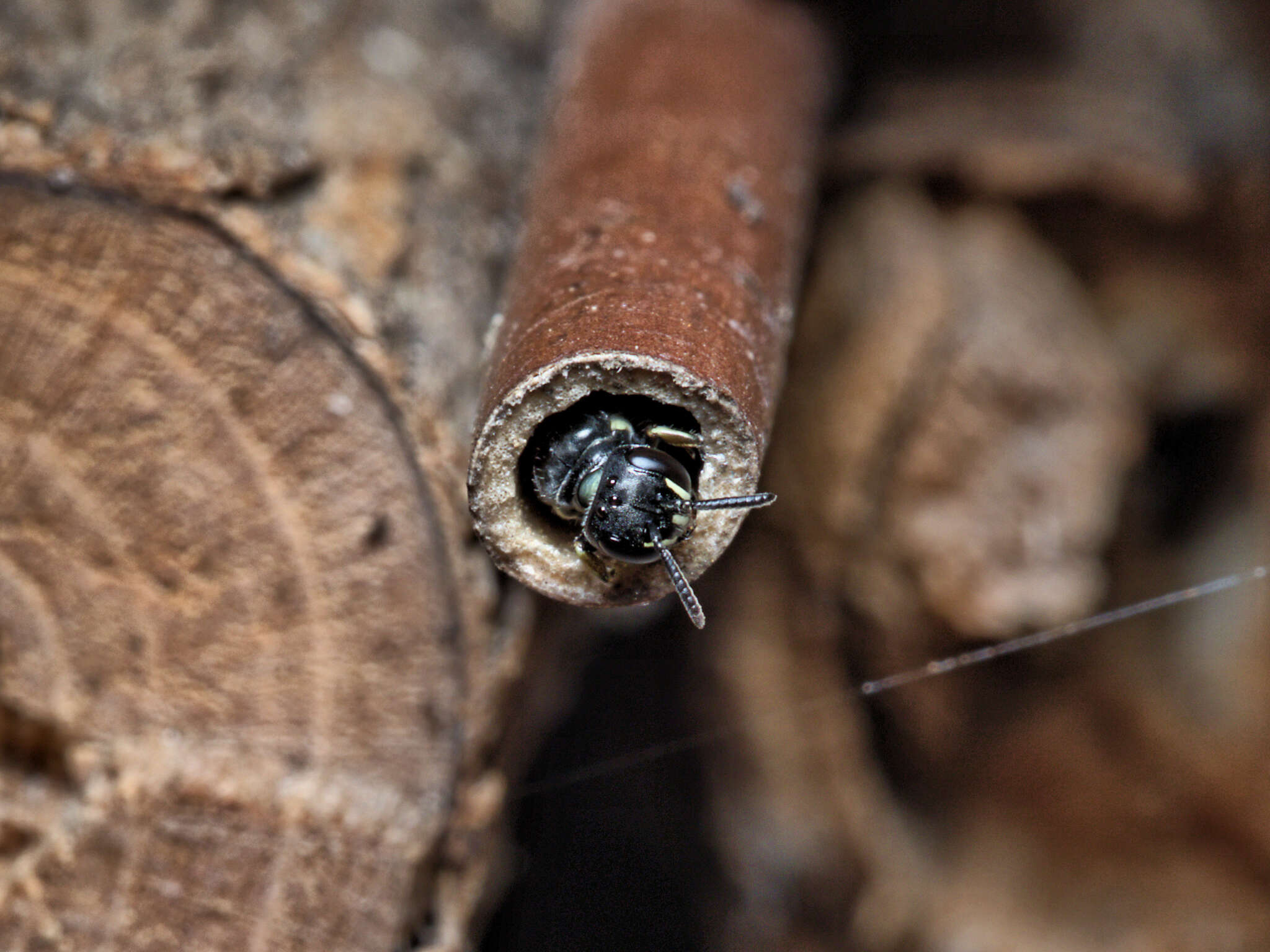 Image of Hylaeus perhumilis (Cockerell 1914)