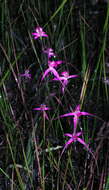 Image of Caladenia harringtoniae Hopper & A. P. Br.