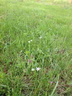 Image of Ornithogalum woronowii Krasch.