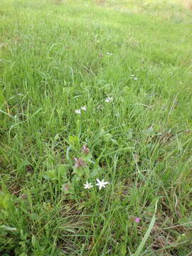 Image of Ornithogalum woronowii Krasch.