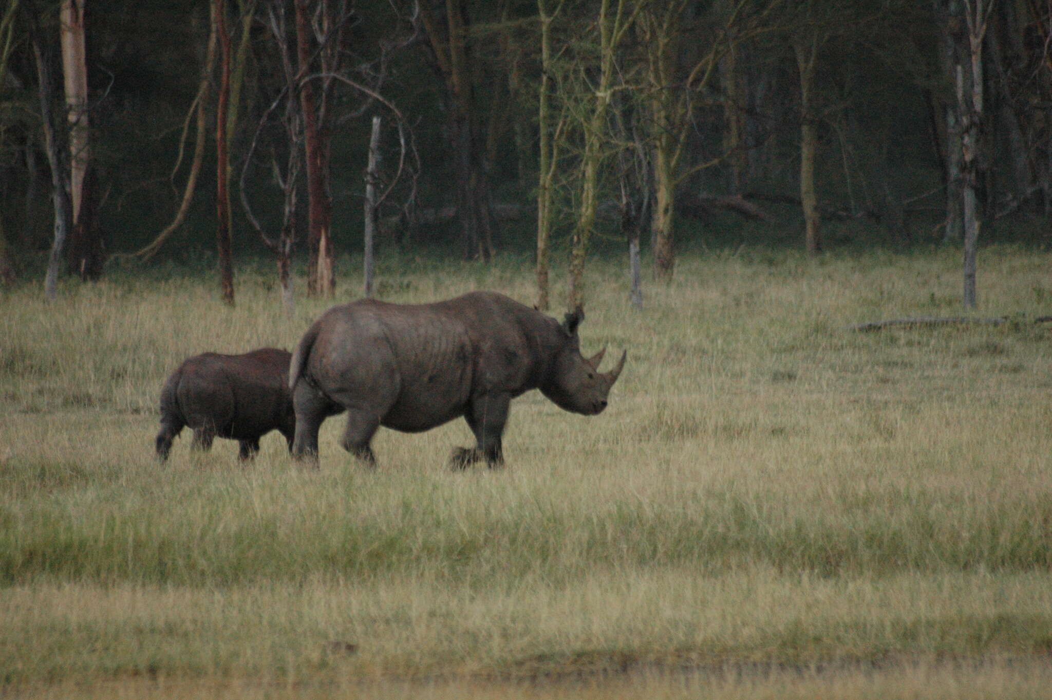 Image of Black Rhinoceros