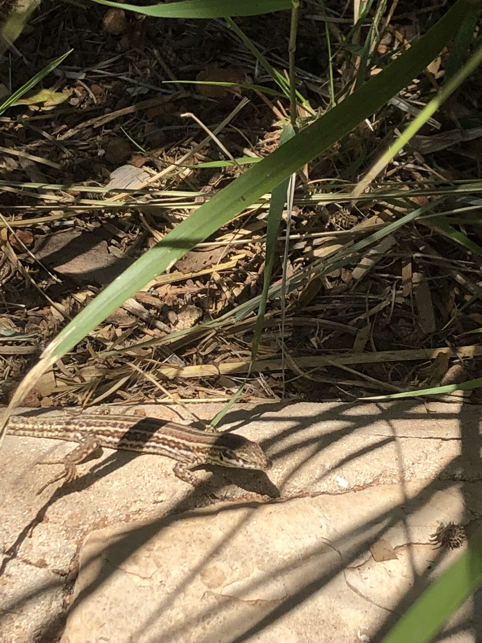 Image of Ibiza Wall Lizard