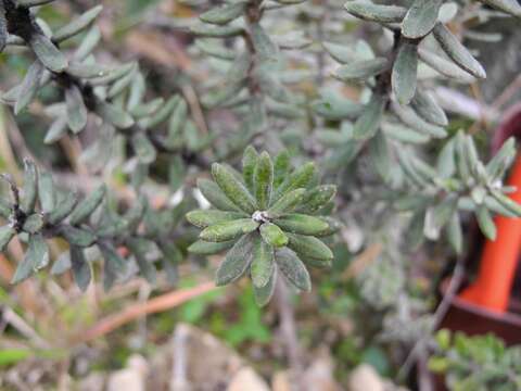 Image de Diplostephium phylicoides (Kunth) Wedd.