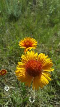 Image of Common perennial gaillardia