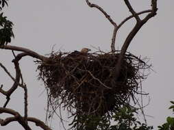 Image of Band-tailed Fish-eagle