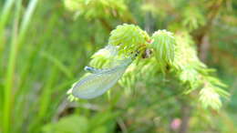 Image of Pseudomallada ventralis (Curtis 1834)