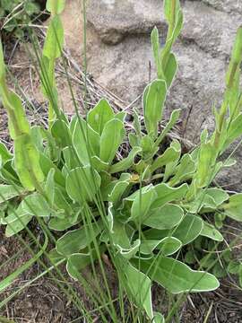 Image of Helichrysum monticola Hilliard