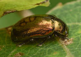 Image of Phratora vitellinae (Linnaeus 1758)