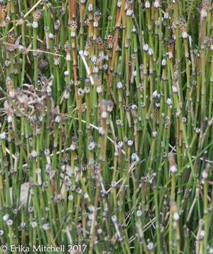 Image of variegated horsetail