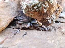 Image of Patagonia Mountain leatherpetal