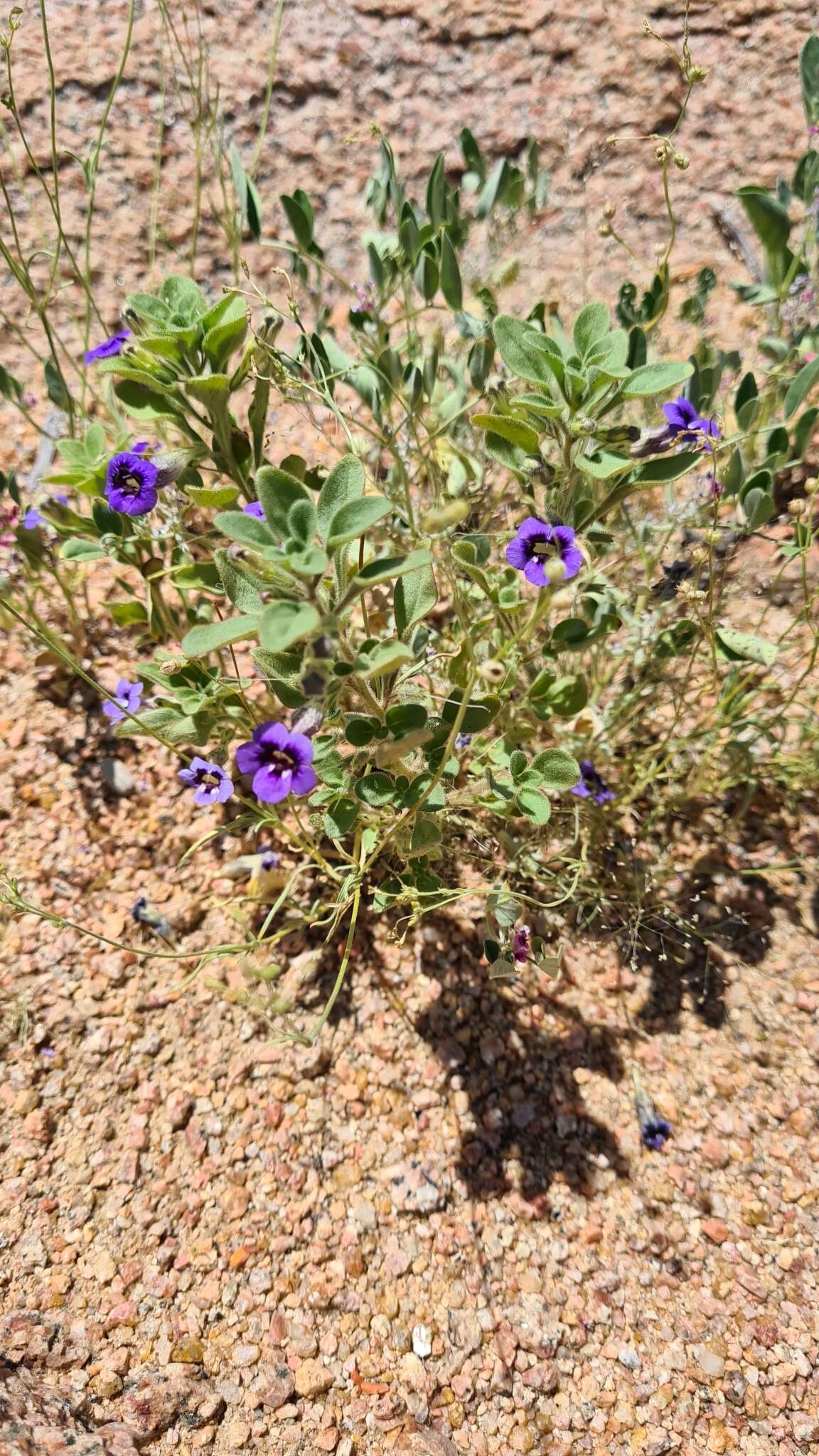 Image of Anticharis ebracteata Schinz