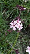 Image of Gypsophila sambukii Schischk.