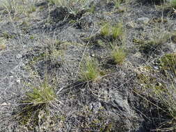 Image de Festuca saximontana Rydb.