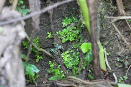 Selaginella devolii H. M. Chang, P. F. Lu & W. L. Chiou resmi