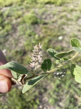 Imagem de Indigofera flavicans Baker