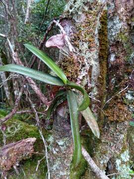 Imagem de Angraecum compactum Schltr.