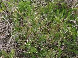 Image of Grevillea pilulifera (Lindl.) Druce