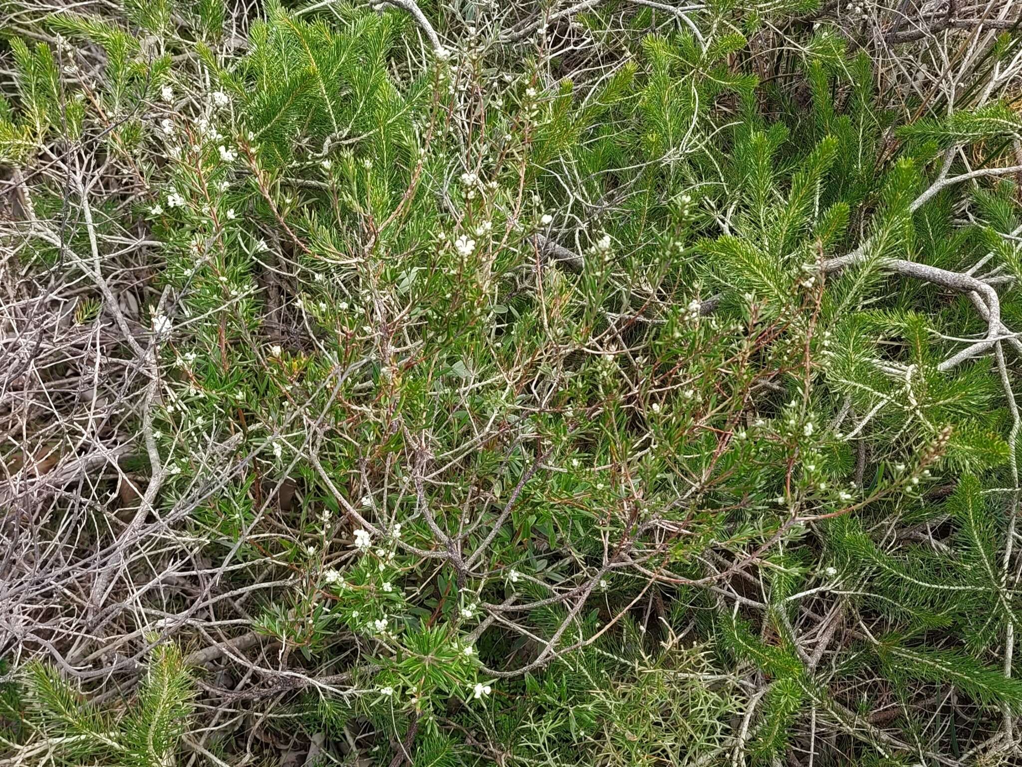 Image of Grevillea pilulifera (Lindl.) Druce