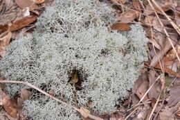 Image de Cladonia evansii Abbayes