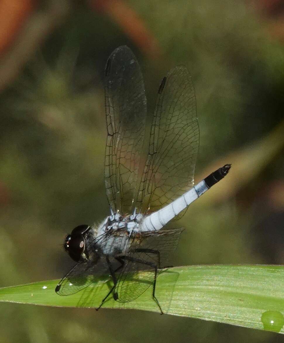 Слика од Aethriamanta gracilis (Brauer 1878)