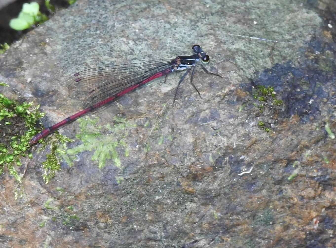 Sivun Calicnemia sinensis Lieftinck 1984 kuva