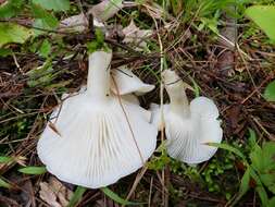 Слика од Hygrocybe angustifolia (Murrill) Candusso 1997