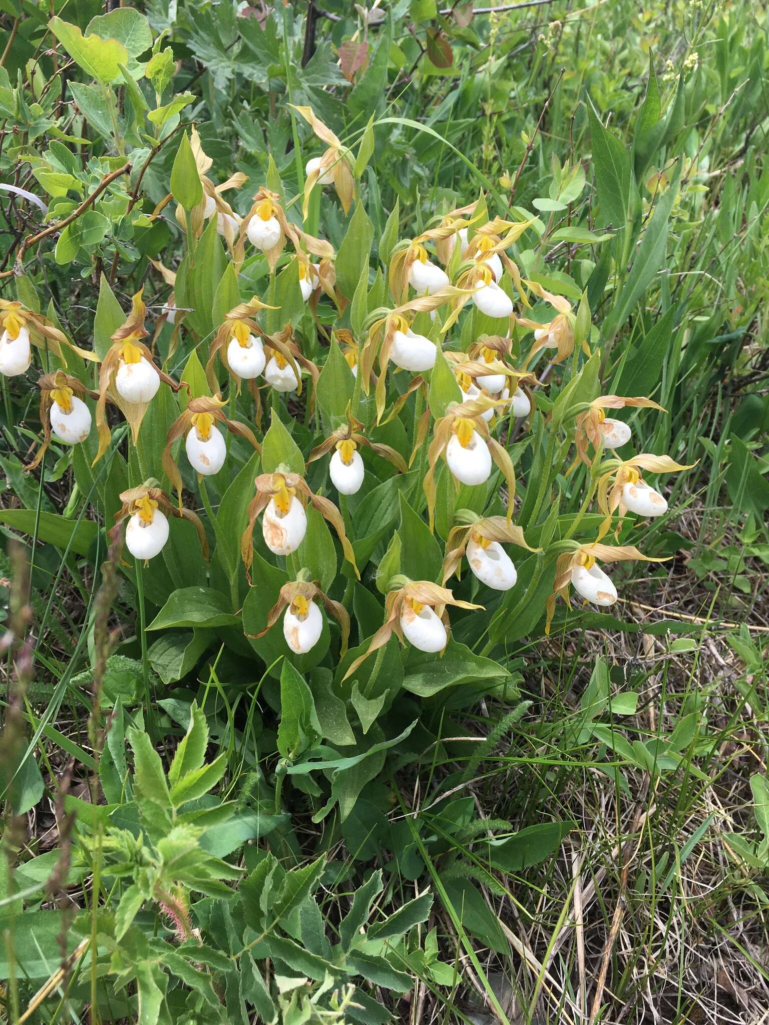 Imagem de Cypripedium montanum Douglas ex Lindl.