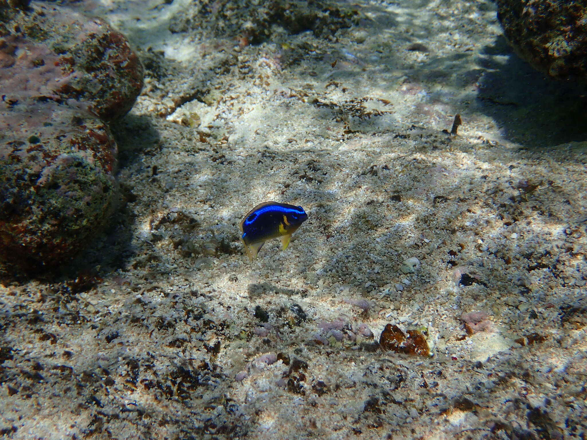 Image of Blueribbon damsel