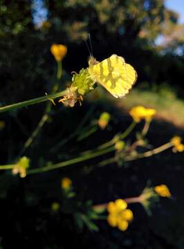 Image of Moroccan Orange Tip