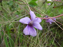 Imagem de Viola portalesia C. Gay