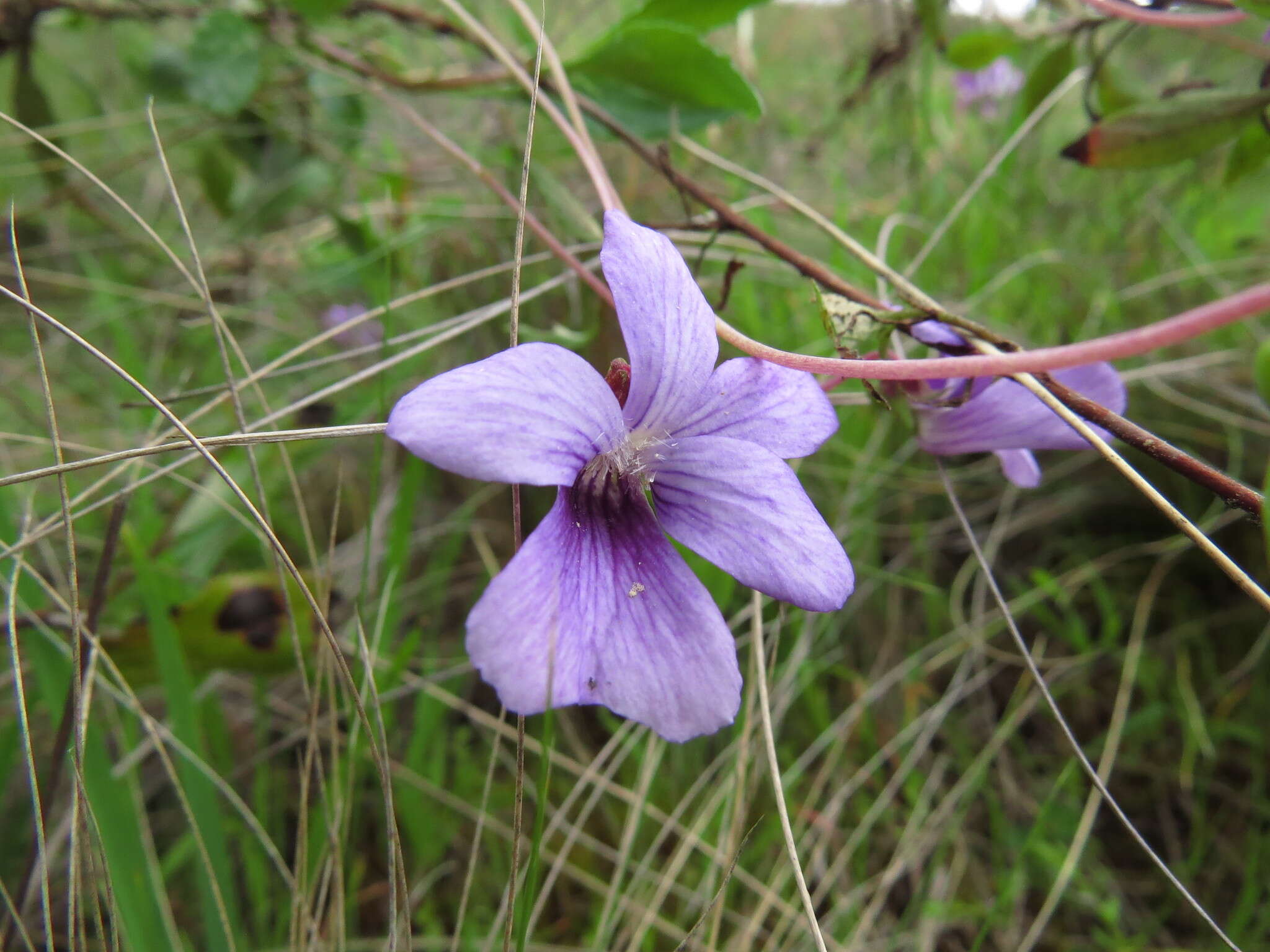 Viola portalesia C. Gay resmi