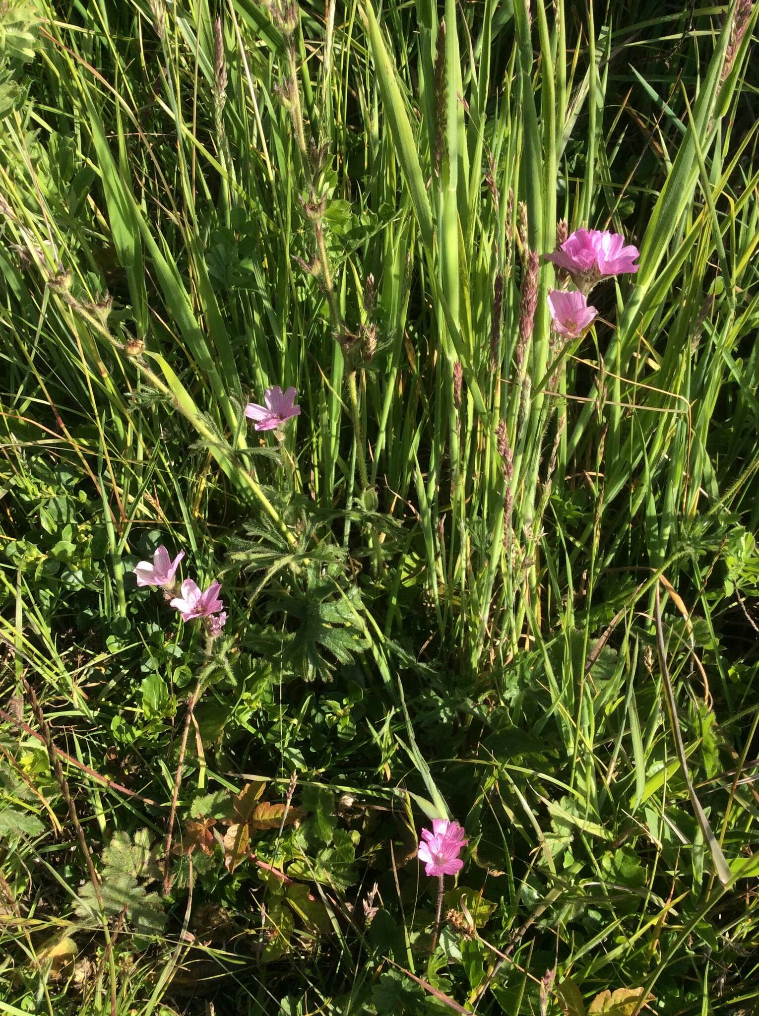 Imagem de Sidalcea malviflora subsp. malviflora