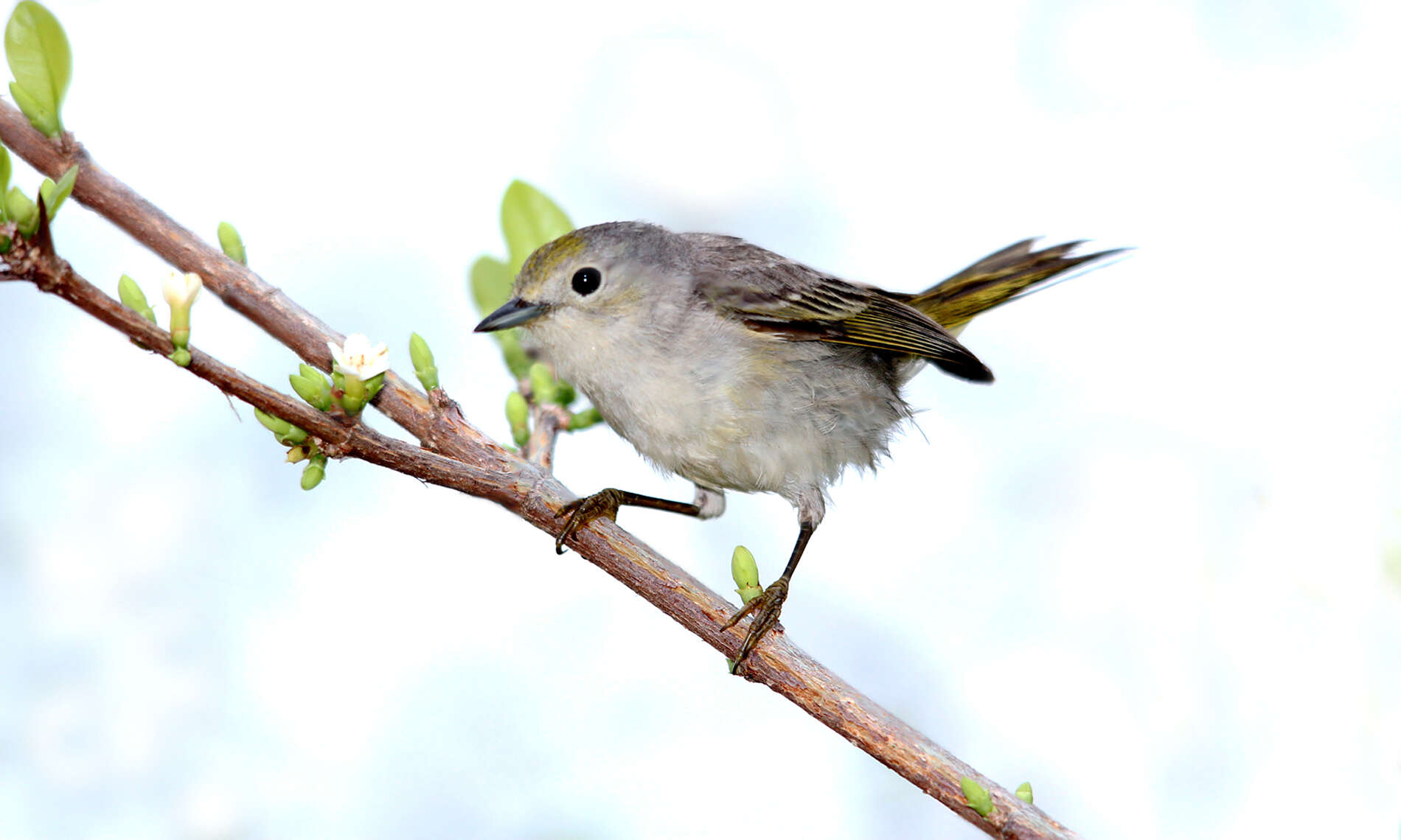 Imagem de Setophaga petechia flavida (Cory 1887)