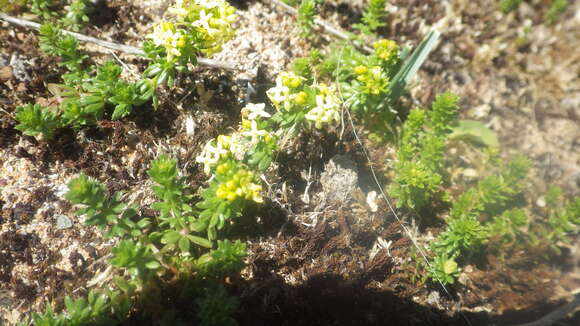 Image of Galium neglectum Le Gall ex Gren.