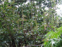 Image of Lyonia ovalifolia (Wall.) Drude