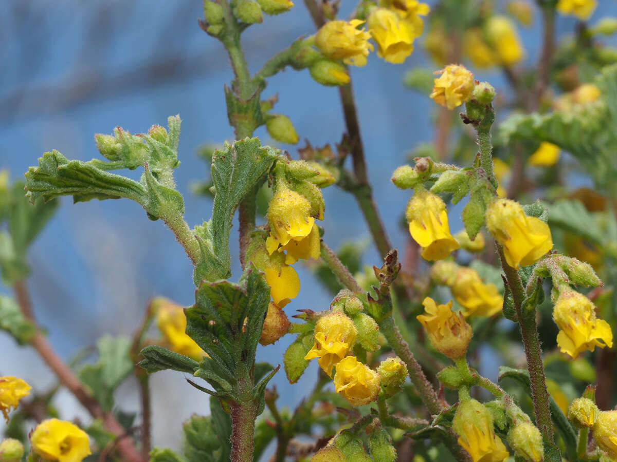 Слика од Hermannia althaeifolia L.