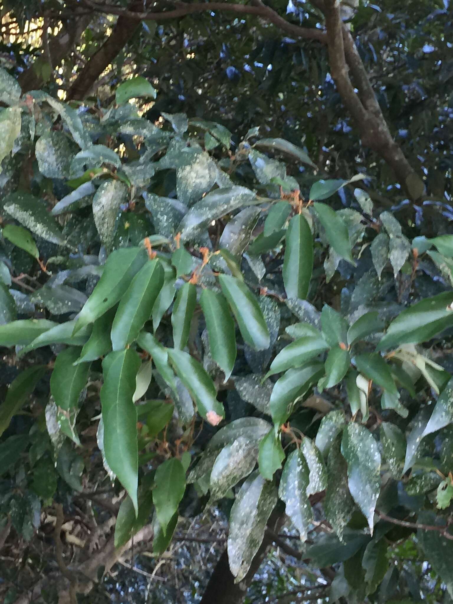 Image of kamala tree