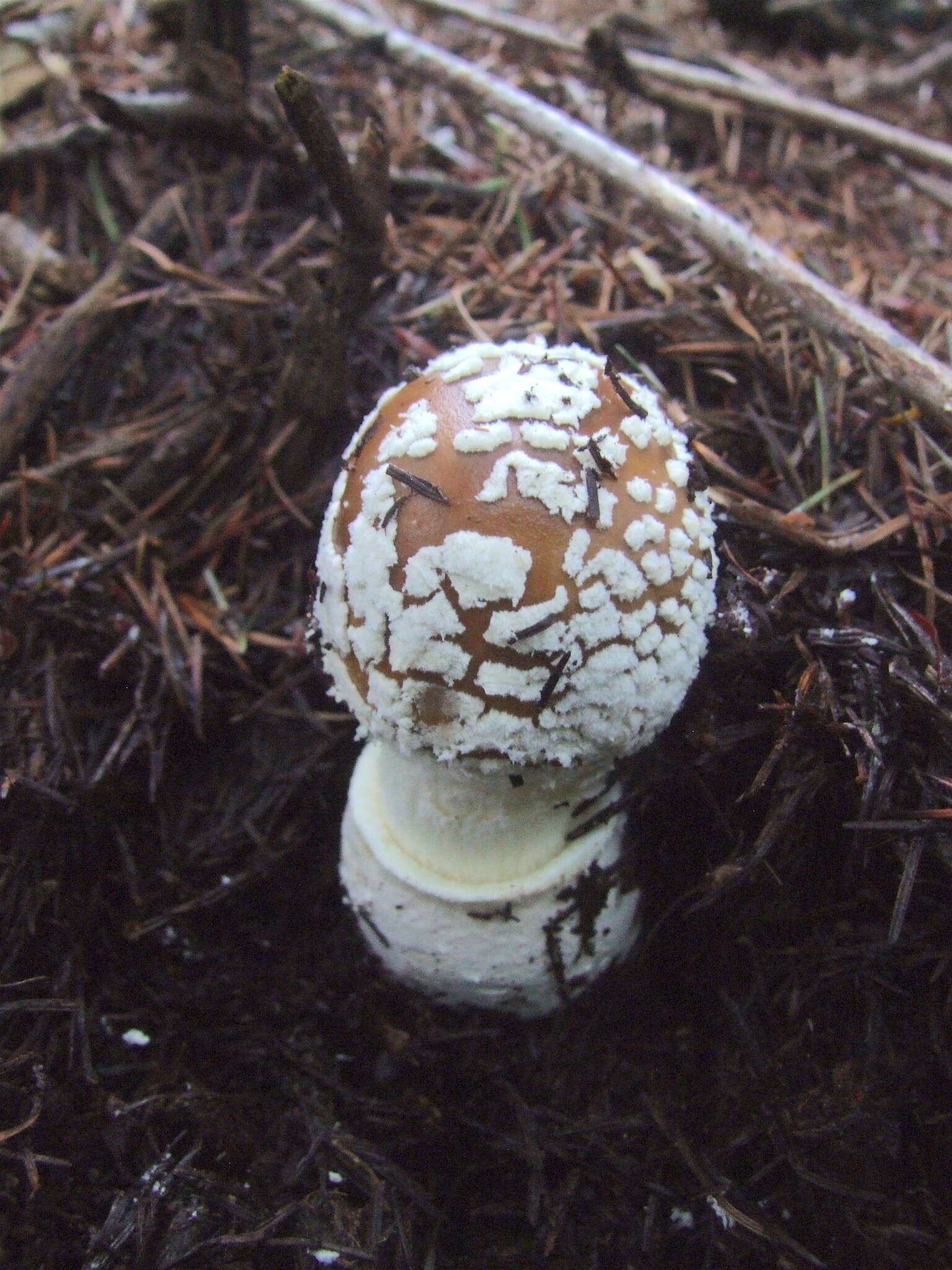 Image of Amanita pantherinoides Murrill 1912