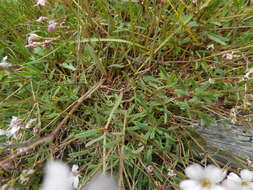 Слика од Gypsophila repens L.