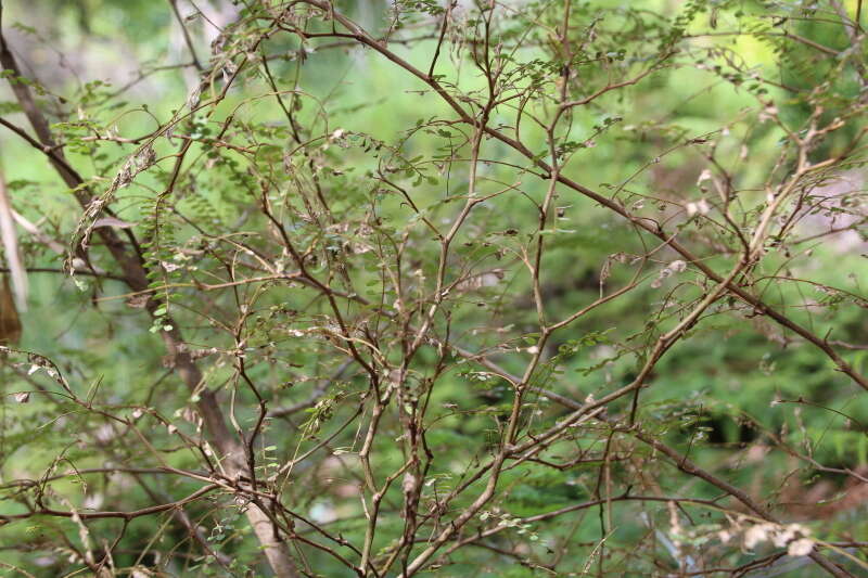 Слика од Sophora microphylla Aiton