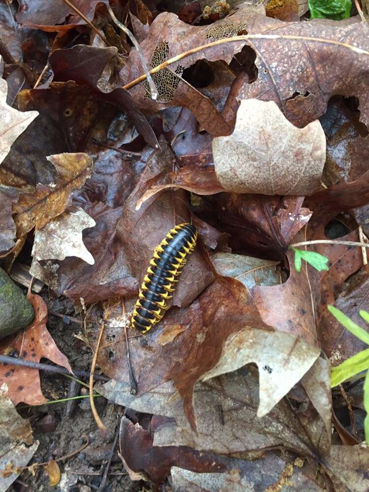 Sivun Apheloria virginiensis reducta Chamberlin 1939 kuva