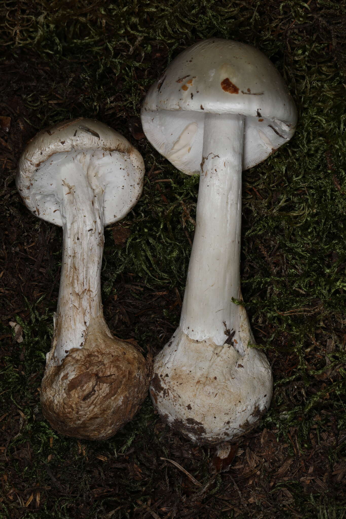 Image de Amanita suballiacea (Murrill) Murrill 1941