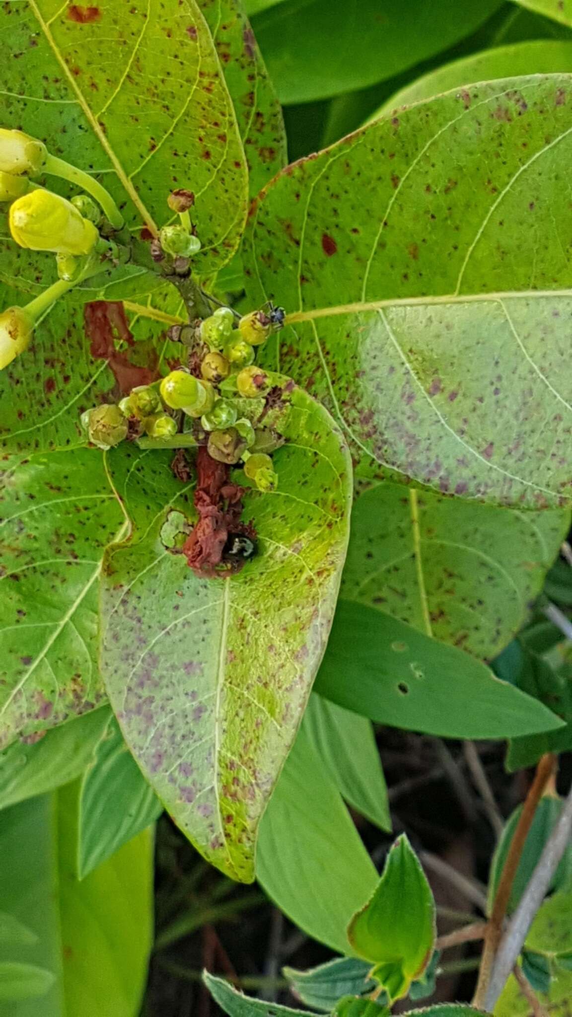 Imagem de Odontadenia puncticulosa (Richard) Pulle