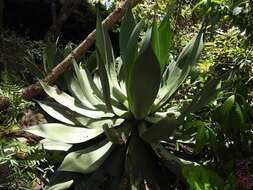 Image of Agave warelliana De Smet ex T. Moore & Mast.