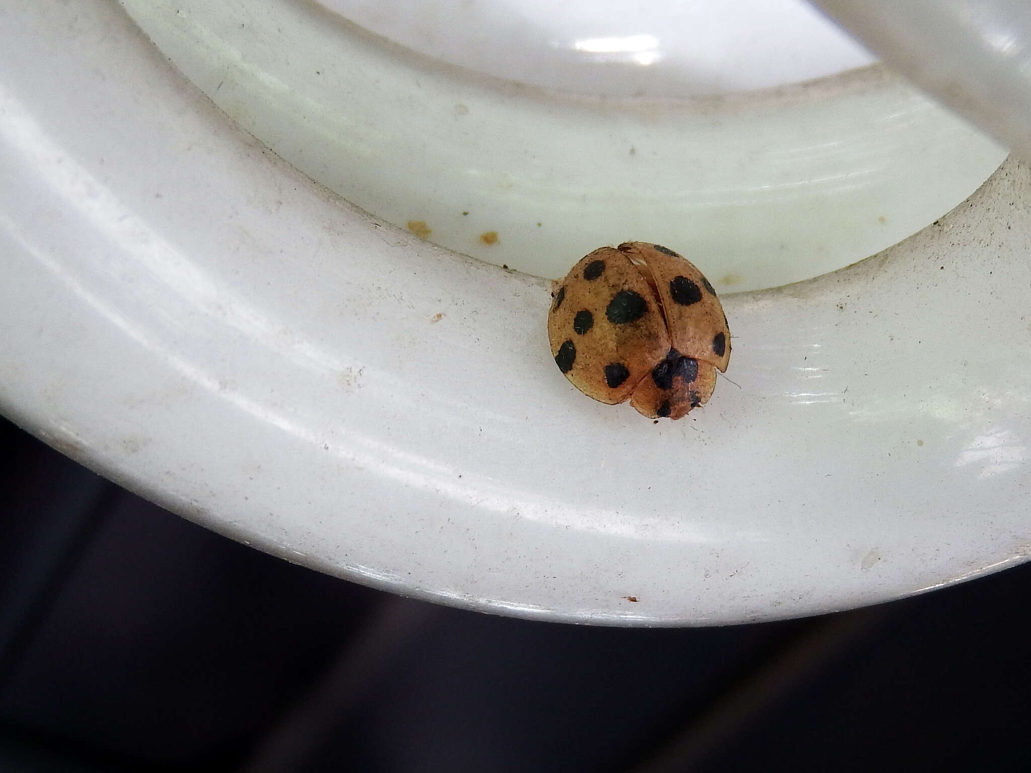 Image of Ladybird beetle