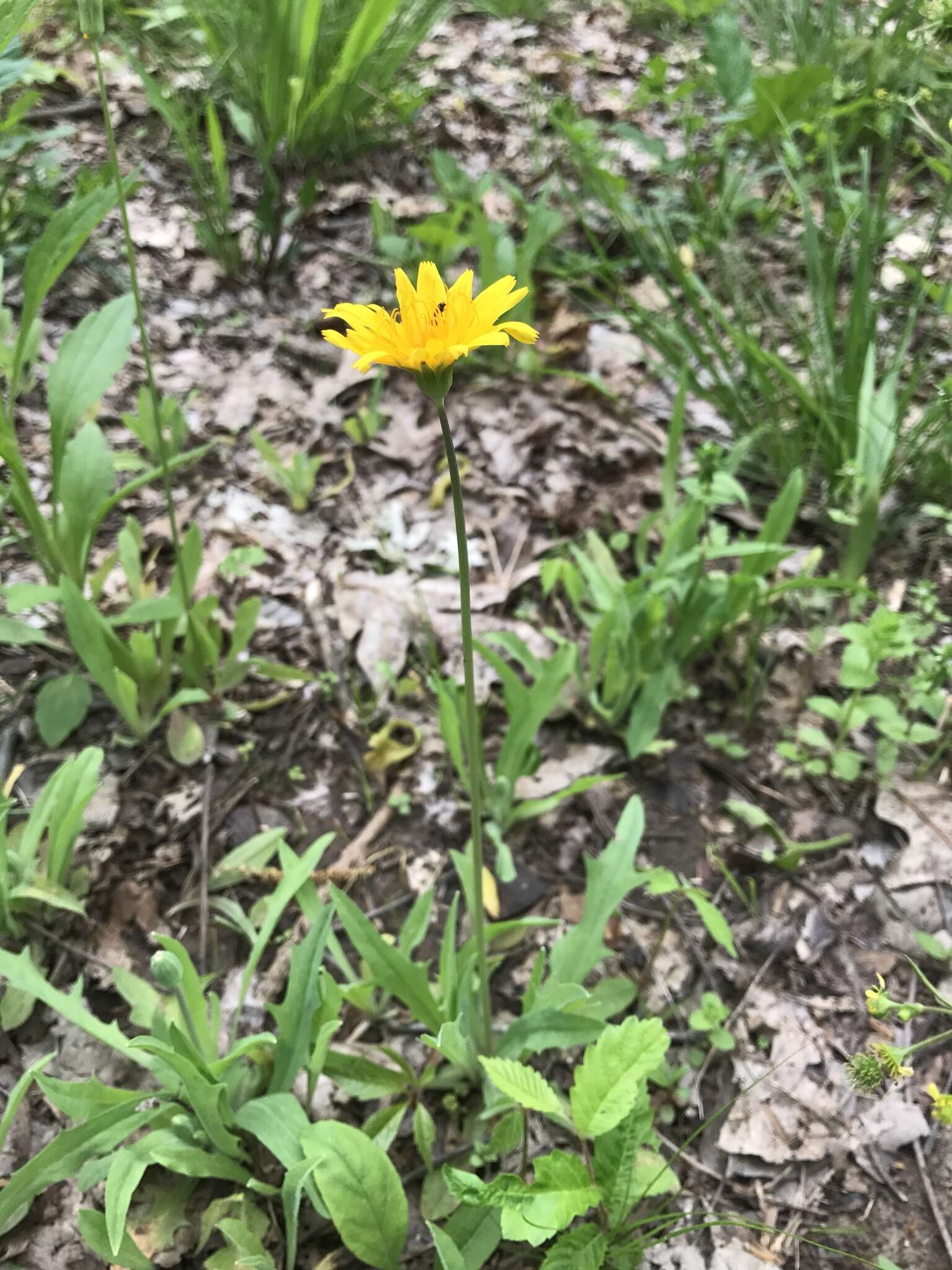 Image of Potato dandelion