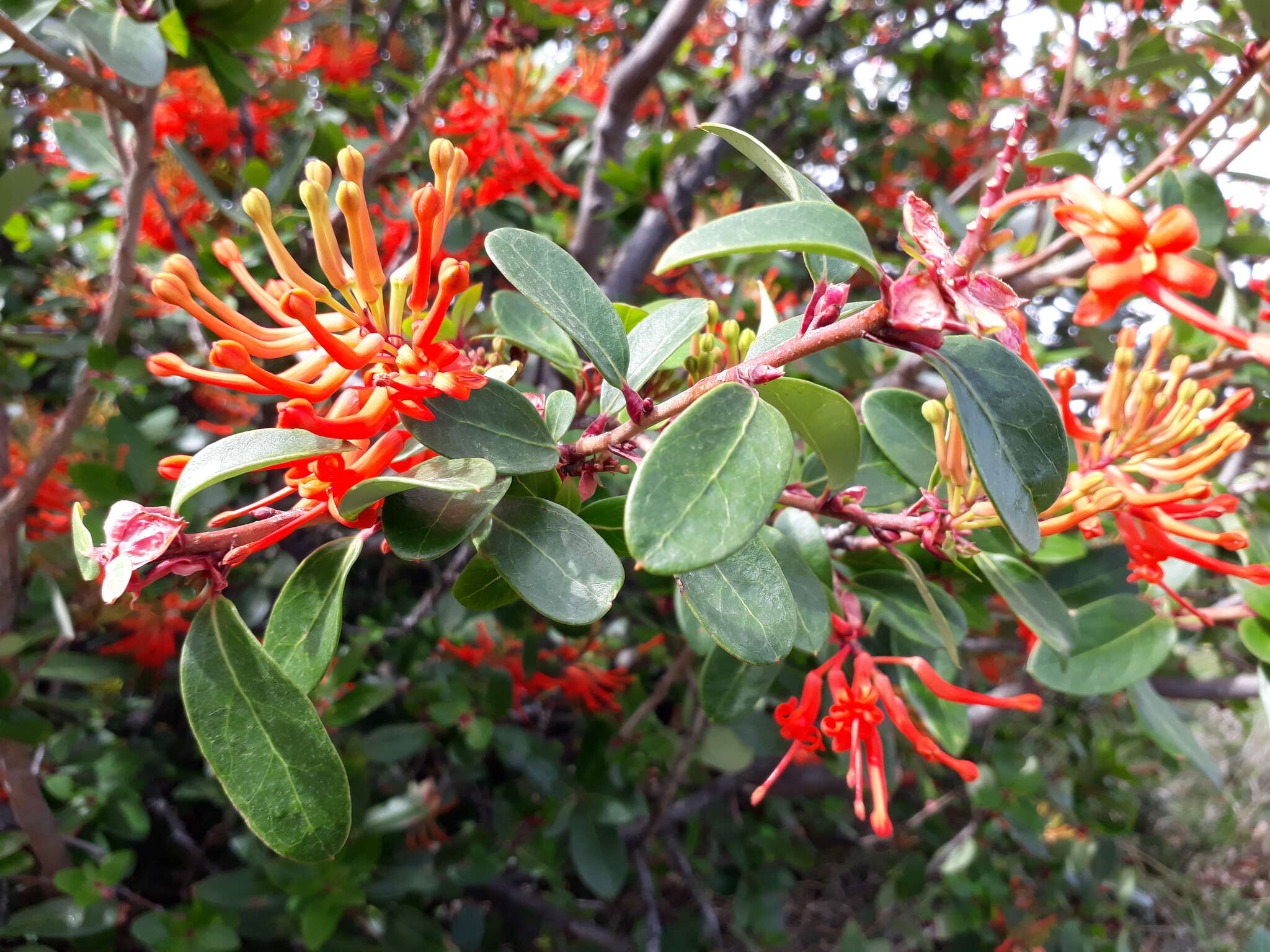 Image of Chilean firebush