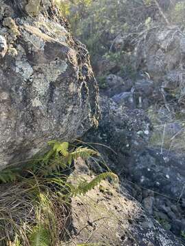 Imagem de Polystichum haleakalense Brack.