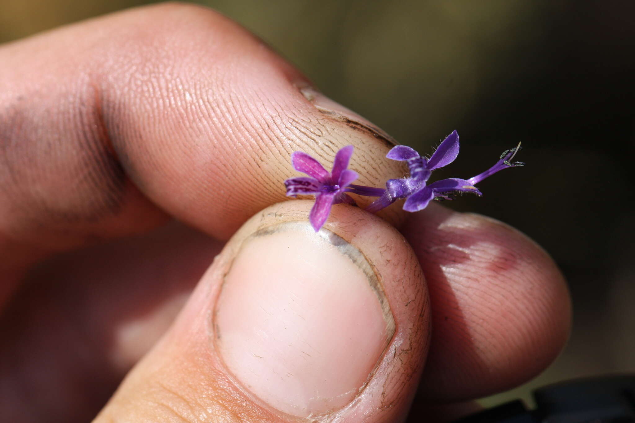 Image de Trichostema laxum A. Gray