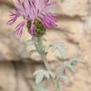 Plancia ëd Centaurea scannensis Anzal., Soldano & F. Conti